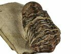 Bargain, Crotalocephalina Trilobite - Atchana, Morocco #261838-5